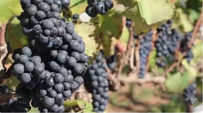 Vitivinicultores fazem a colheita de inverno em Andradas
